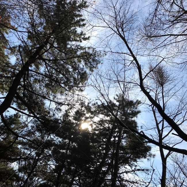 하늘,나무,태양,산,sky,tree,sun,mountain,파란하늘,식물,자연,plants,nature,나무,trees,wood