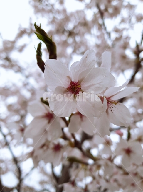 벚꽃,봄,벚나무,꽃가지,꽃,봄,계절,spring,season,식물,자연,plants,nature,꽃,flower,plant,blossom