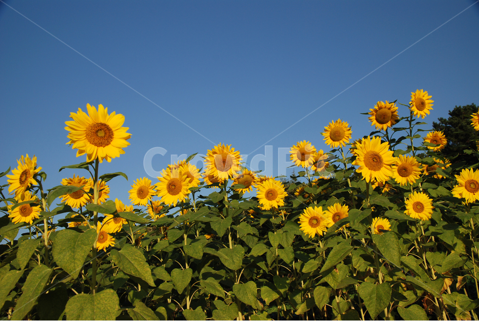 해바라기,가을,가을꽃,노랑꽃,계절,여름,계절,summer,season,가을,fall,autumn,식물,자연,plants,nature,꽃,flower,plant,blossom,sunflower