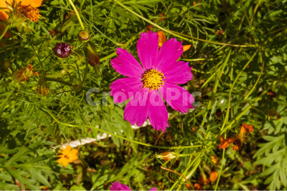식물,plant,outdoors,옥외,nature,자연,flower,꽃,blossom,상동호수공원,코스모스