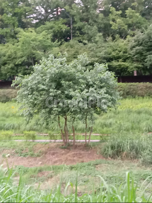 나무,자연,초록,재천가,여름