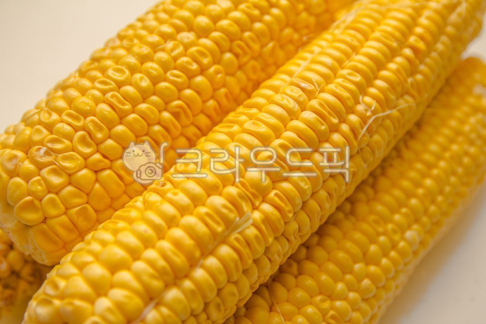 옥수수,corn,maize,농사,농산물,초당옥수수