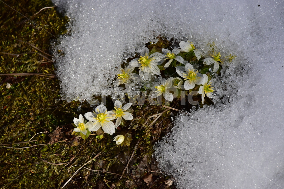 모데미풀,야생화,봄,눈,설중,꽃,풀꽃,자연,식물,식생,감성,힐링,plants,nature,spring,season,flower,emotion,feeling,흰색,초본,너도바람꽃속