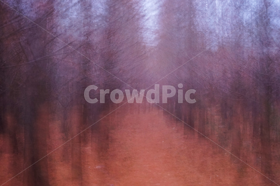 겨울,나무,숲,계절,메타세콰이어,이중촬영,다중노출,겨울,계절,winter,season,자연,풍경,nature,landscape,weather,날씨