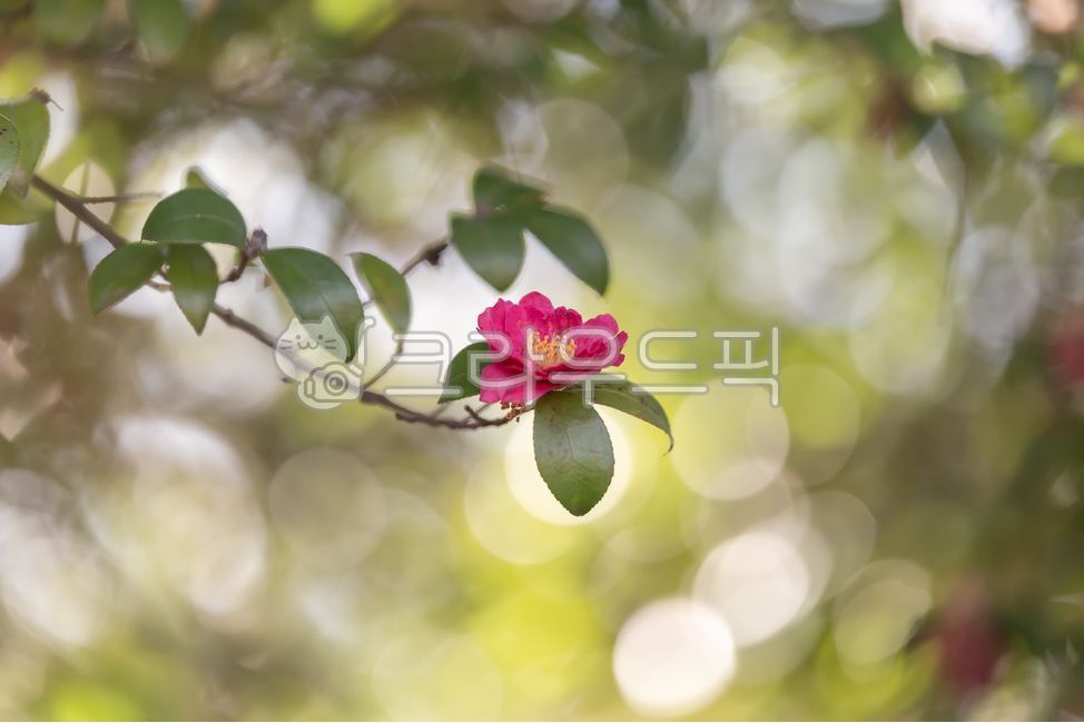 동백,꽃,카멜리아,겨울,붉은꽃,레드,보케,빛방울,꽃잎,나뭇잎,식물,계절,나무,자연,클로즈업,실외,flower,plants,camellia,red,tree,nature,winter