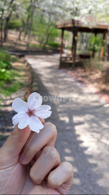 식물,plant,flower,blossom,꽃,벚꽃,산책길,손,봄