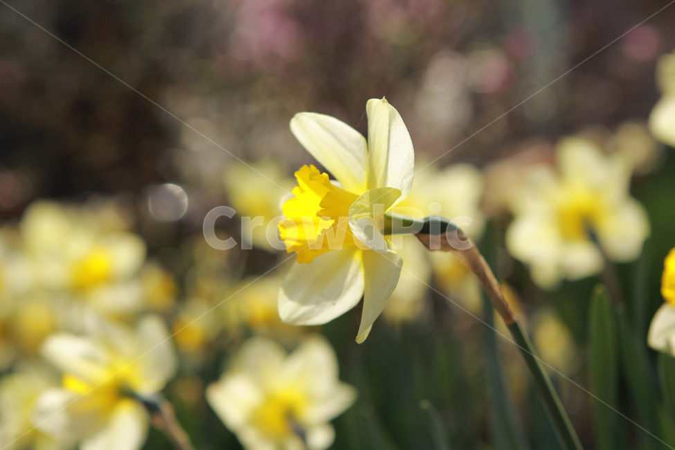 꽃,flower,narciscuss,수선화,봄꽃