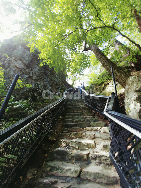 여름,하늘,언덕,푸른,나무