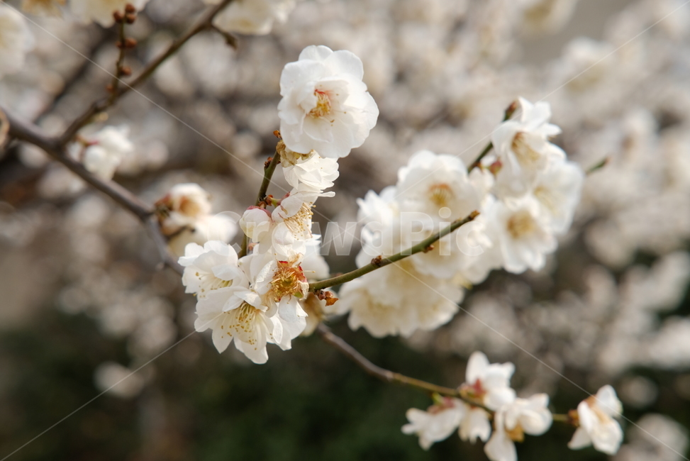 봄,봄꽃,꽃,매화,벚꽃,나들이,배경,배경화면,flower,flowers,spring,봄,계절,spring,season,plant,식물,blossom