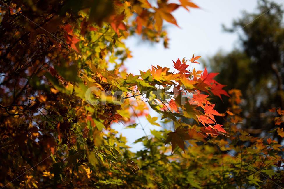 leaf,잎,plant,식물,tree,나무,가을,단풍,낙엽,은행나무,maple,autumn,가을,계절,fall,autumn,season