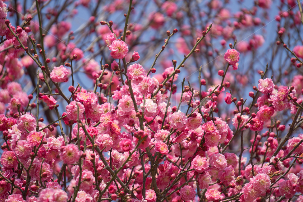홈매화,봄날,봉은사,감성사진,스냅,봄,계절,springseason,식물,자연,plants,nature,꽃,flower,봄,계절,spring,season,식물,자연,plants,nature,꽃,flower,plant,blossom