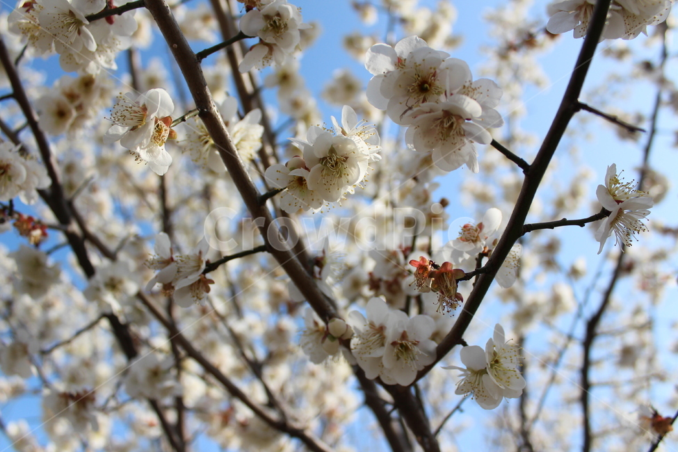 꽃,길가,색감,봄,spring,계절,분위기,flower,흰꽃,white