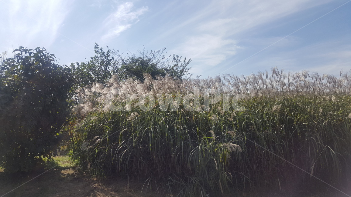 초록,갈대,하늘,자연,나들이,맑은날,가을,계절,fall,autumn,season,자연,풍경,nature,landscape,grass,잔디,plant,식물,lawn