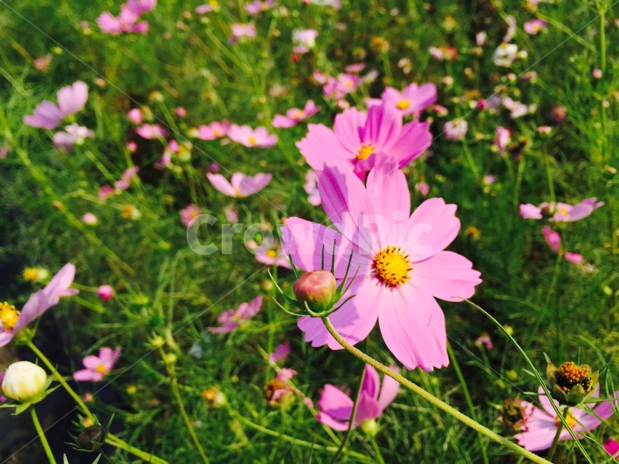 plant,식물,petal,꽃잎,꽃,flower,코스모스,가을,가을,계절,fall,autumn,season,꽃,flower,blossom