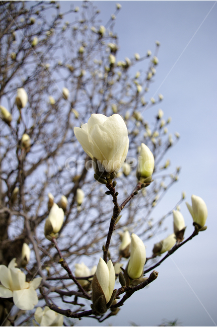 목련,목련나무,나무,꽃,꽃봉오리,봄,봄날,봄풍경,감성,spring,flower,하얀,흰색,white,봄,계절,spring,season,식물,자연,plants,nature,꽃,flower,sprout,새싹,bud,싹,blossom,plant