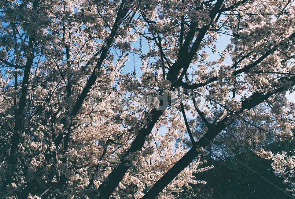 봄,spring,꽃,나무,감성,cherryblossom,벚꽃,필름사진,정원,가로수