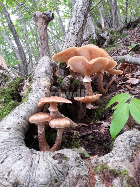 글쿠버섯,깨금버섯,버섯,자연산버섯,야생버섯,식용버섯,약용버섯,식물,자연,plants,nature,버섯,mushroom