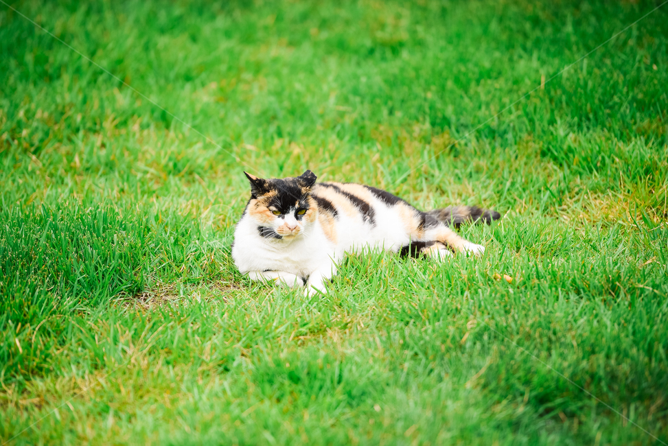 고양이,캣,냥냥이,길고양이,삼색이,치즈냥,냥,cat,동물,동물,animal,포유류,mammal,고양이,cat,kitten,kitty