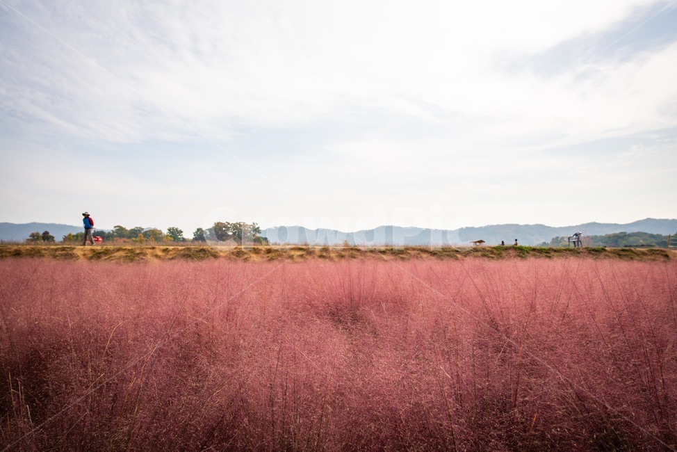 자연,핑크뮬리,nature,핑크,들판,가을,가을,계절,fall,autumn,season,자연,풍경,nature,landscape,outdoors,옥외,grassland,목초지,savanna,대초원,field,들,land,땅