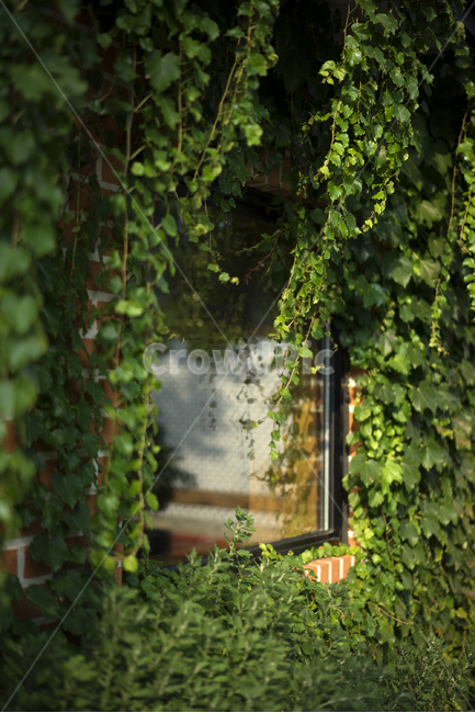 카페,창가,창문,덩쿨,인테리어,식물,자연,plants,nature