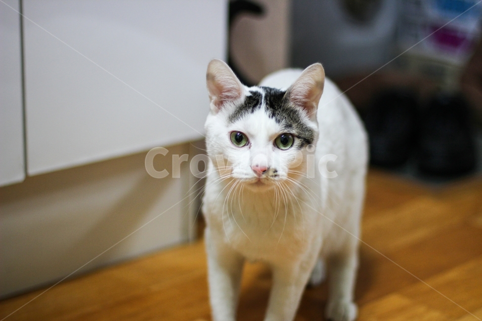 고양이,동물,cat,animal,반려묘,pet,포유류,애완동물,야옹이,반려동물,유기묘,길냥이,kitten,아기고양이,코숏,코리안숏헤어,캣대디,캣맘,햇살,아침,morning,sunshine,휴식,힐링,res,trelaxation,healing,mammal,kitty,동물,animal,포유류,mammal,고양이,cat,kitten,kitty