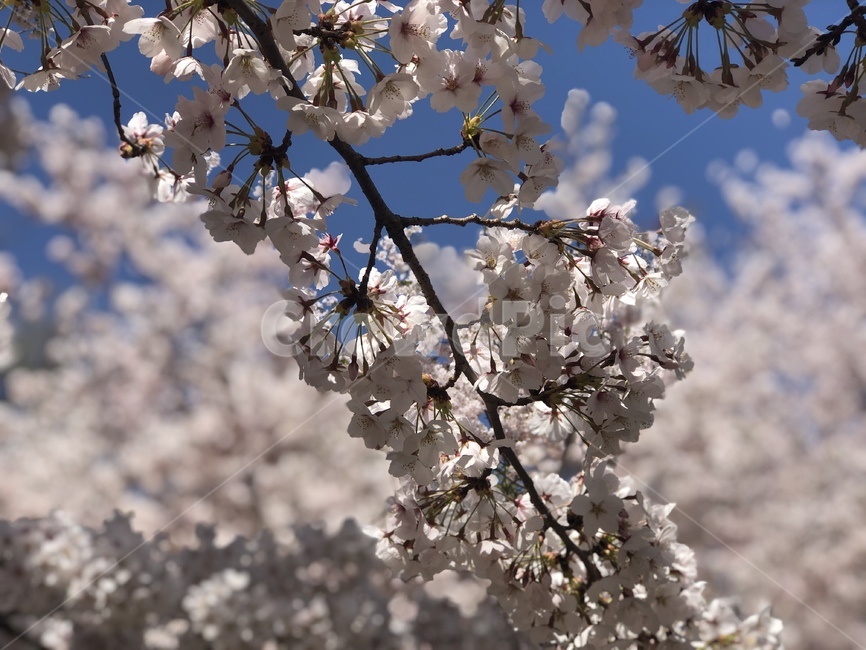 식물,flower,꽃,cheeryblossom,plant,식물,자연,plants,nature,꽃,flower