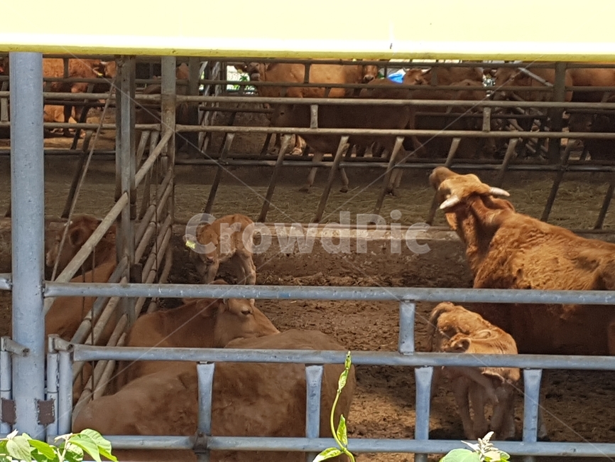 소,황소,시골,가축,대동물,동물,animal,포유류,mammal,산업,industry,industrial,목축업,목장,livestock farming,ranching,pasture
