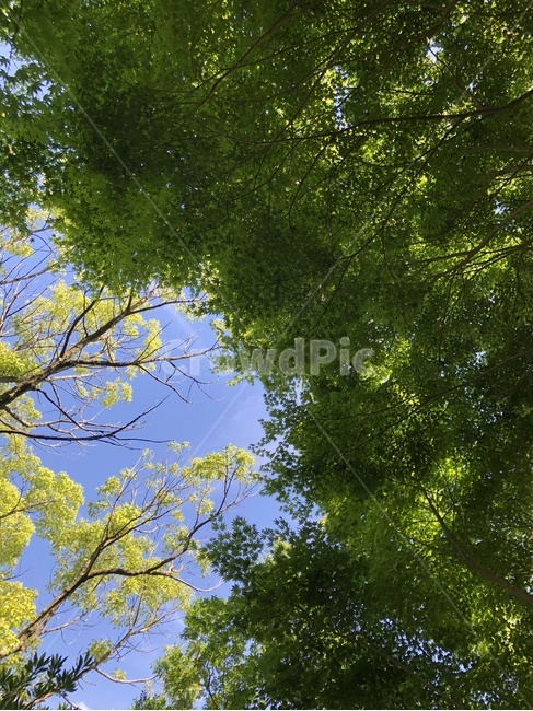 나무,하늘,숲,나무사이,풍경,푸릇,초록,어느날,sky,식물,tree,treetrunk,plant