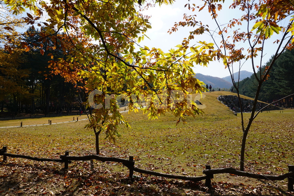 tree,나무,plant,식물,ground,가을,계절,fall,autumn,season
