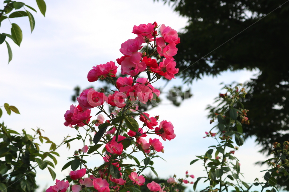 장미,장미꽃,꽃,식물,자연,분홍색장미,식물,자연,plants,nature,꽃,flower