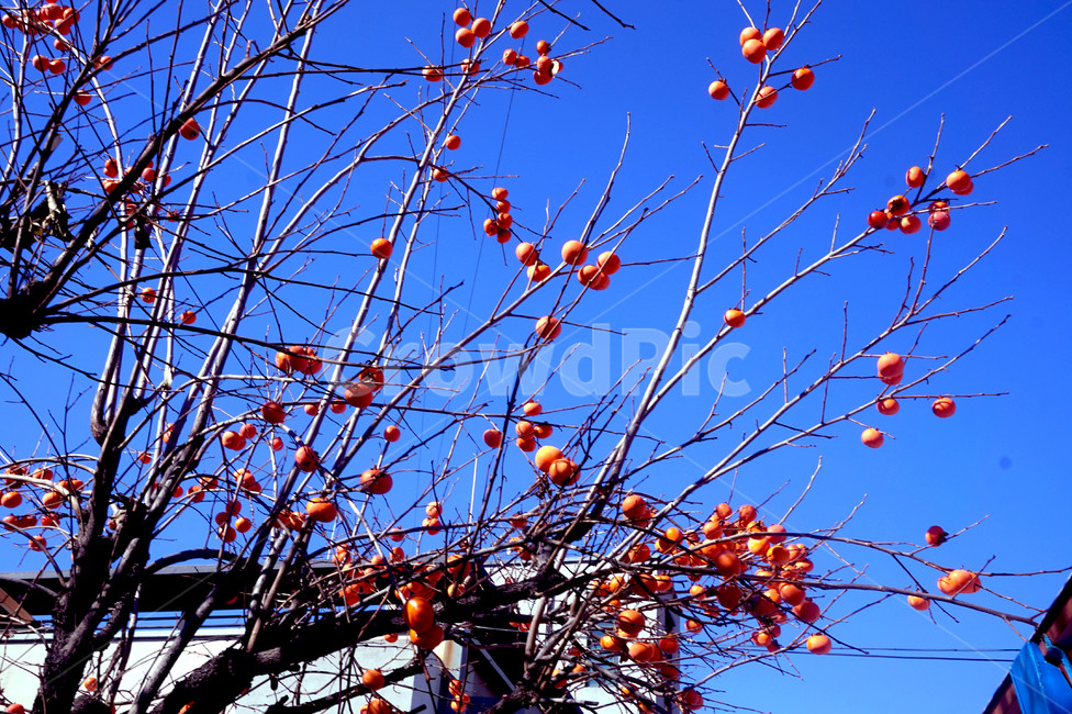 감,감나무,가을,하늘,나무,과일,나뭇가지,계절,열매,fall,식물,자연,plants,nature,나무,trees,wood,과일,열매,fruit