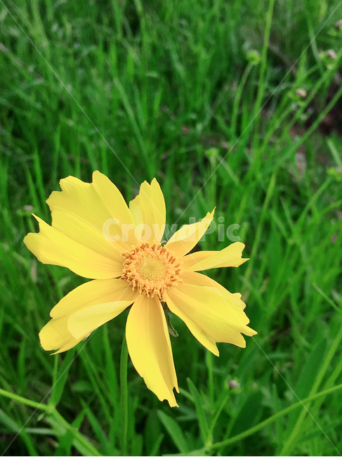 노란꽃,꽃,식물,자연풍경,봄,식물,자연,plants,nature,꽃,flower