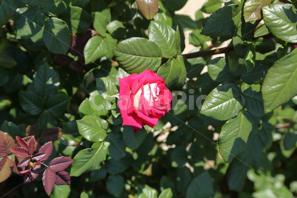 장미,장미꽃,빨간장미,분홍장미,rose,flower,아름다움,5월,6월