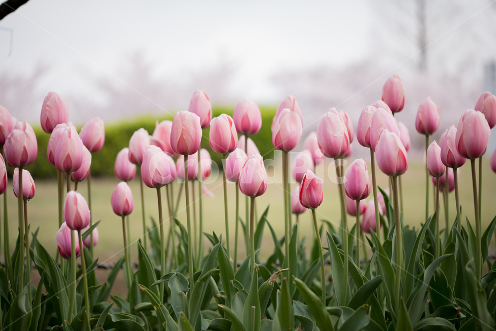 튤립,꽃,봄,봄꽃,식물,야외,실외,봄,계절,spring,season,식물,자연,plants,nature,꽃,flower,plant,blossom