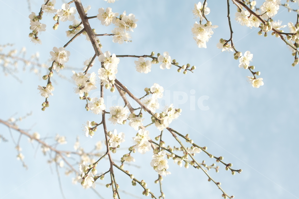 봄,꽃,하늘,꽃나무,나무,봄,계절,spring,season,식물,자연,plants,nature,꽃,flower,plant,blossom