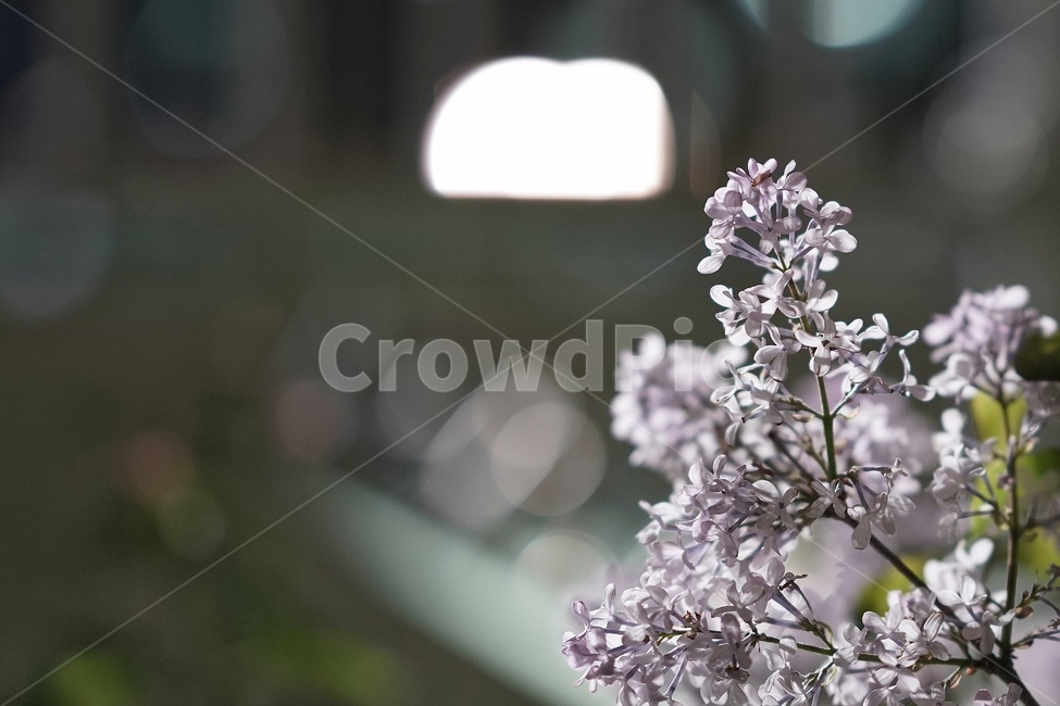 봄,꽃,향기,아웃포커싱,보케,봄,계절,spring,season,식물,자연,plants,nature,꽃,flower,plant,blossom