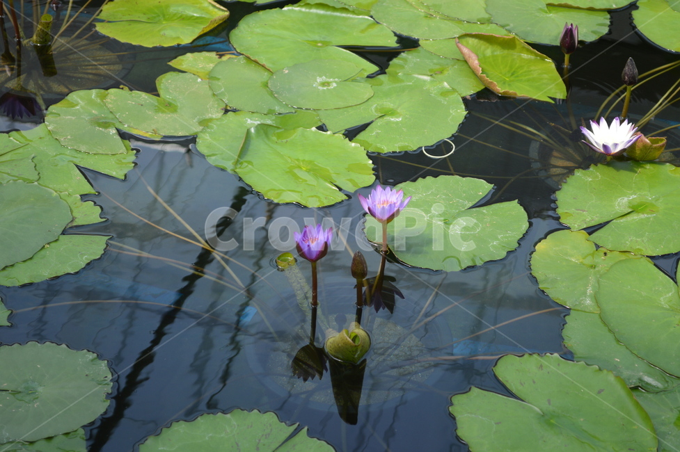 연꽃,식물,flower,꽃,plant