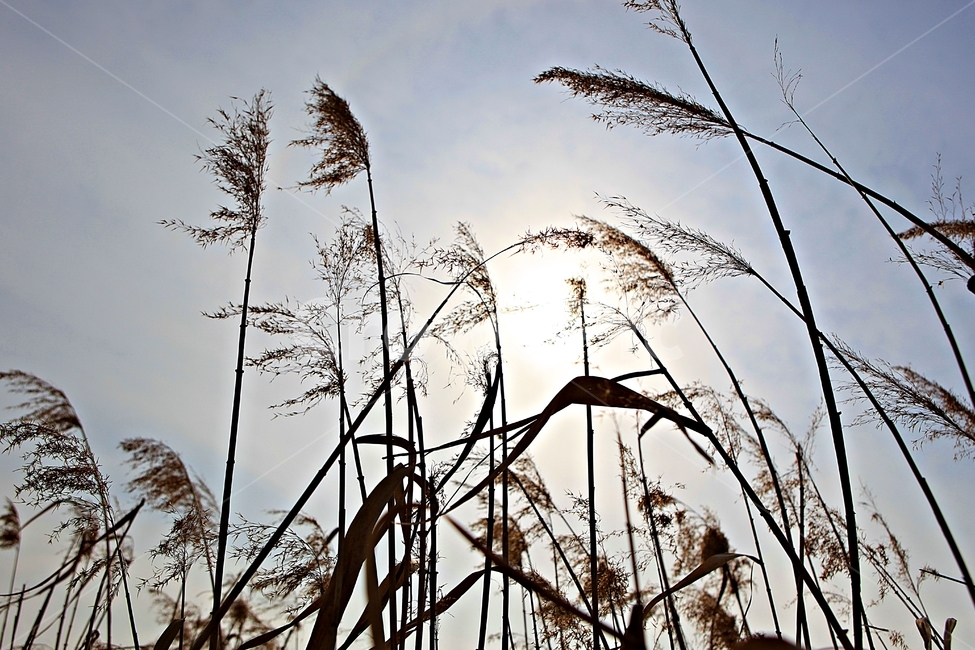 갈대,식물,자연,풍경,배경,하늘vndrhkd,자연,풍경,nature,landscape,grass,잔디,plant,lawn,reed