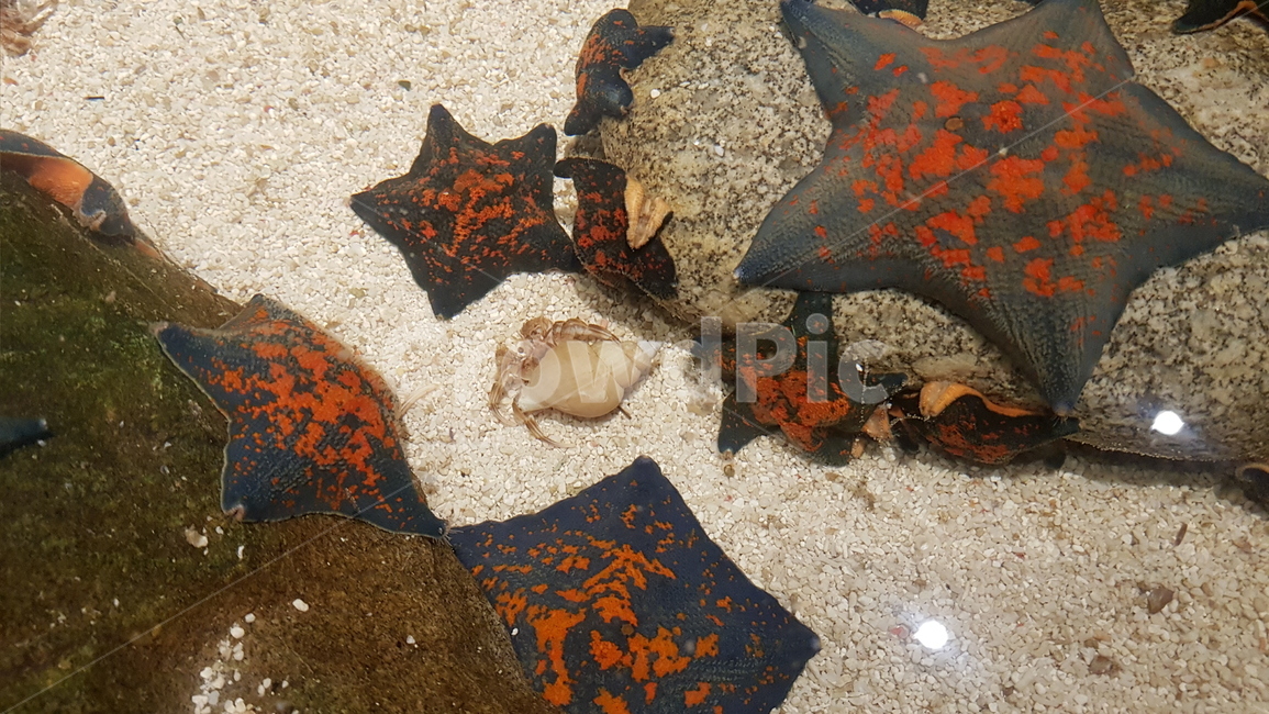 수족관,아쿠아리움,투명,불가사리,어류,수조,해양,aquarium,산호,바위,소라게,물속