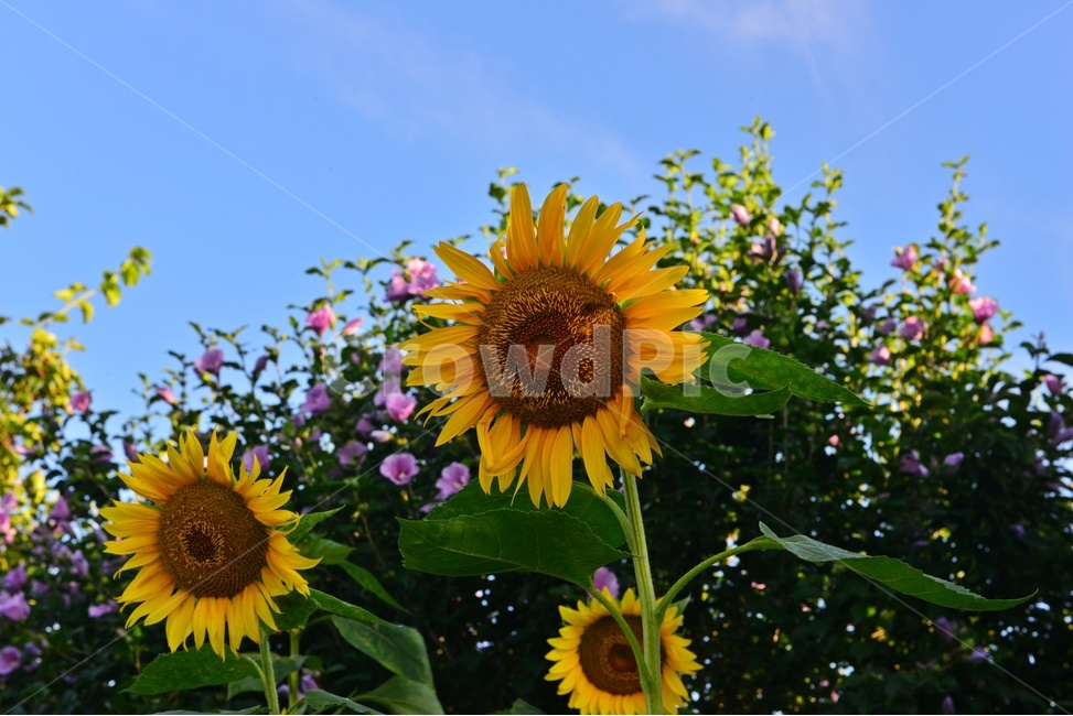 해바라기꽃,무궁화꽃,plant,식물,flower,blossom,꽃,outdoors,옥외,nature,자연,하늘