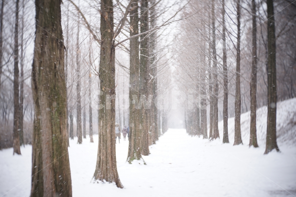메카세콰이어,나무,눈,설경,겨울,풍경,한국,길,겨울,계절,winter,season,자연,풍경,nature,landscape,한국자연풍경,한국자연경관,korea nature landscape,식물,plants,나무,trees,wood,outdoors,옥외