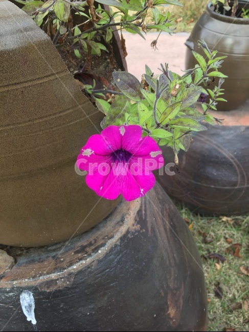 flower,꽃,plant,식물,항아리,식물,자연,plants,nature,꽃,flower