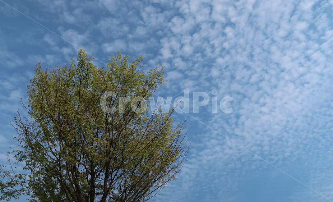 하늘,나무,sky,구름,풍경,배경,파란색,초록색,green,blue,cloud,봄하늘,봄