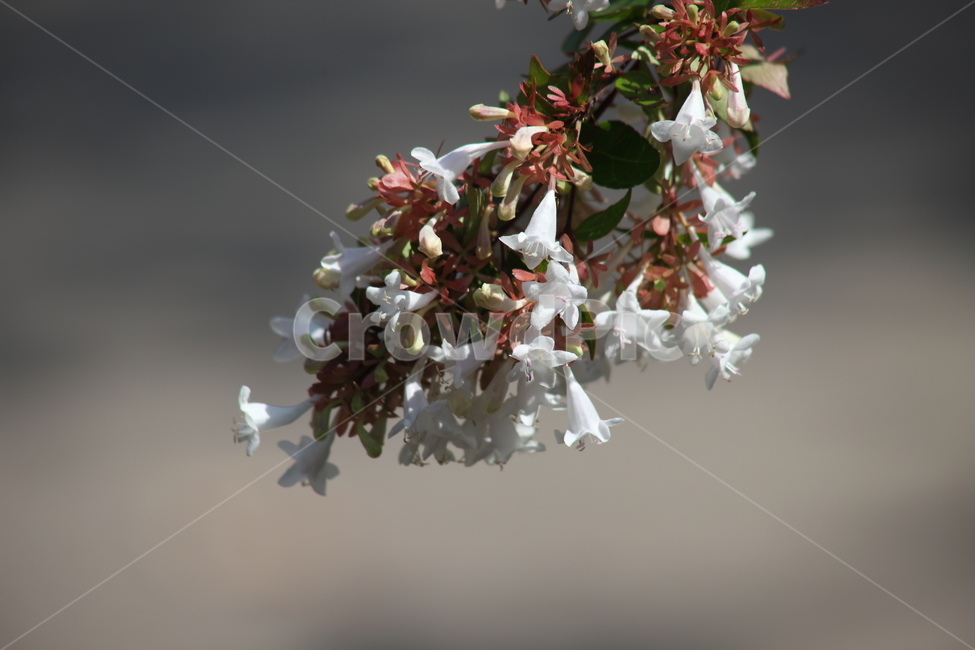 꽃댕강나무,아벨리아,꽃,glossyabelia,flower,식물,자연,plants,nature,꽃,flower