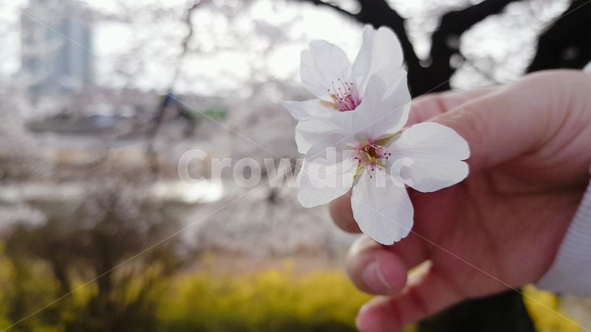plant,cherryblossom,벚꽃,flower,꽃,꽃길,식물,blossom,사람