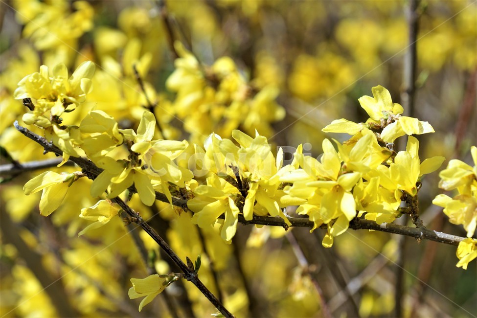 계정,봄,개나리,봄꽃,식물,자연,노란색,계절,spring,season,beauty,flower,nature,봄,계절,spring,season,식물,자연,plants,nature,꽃,flower