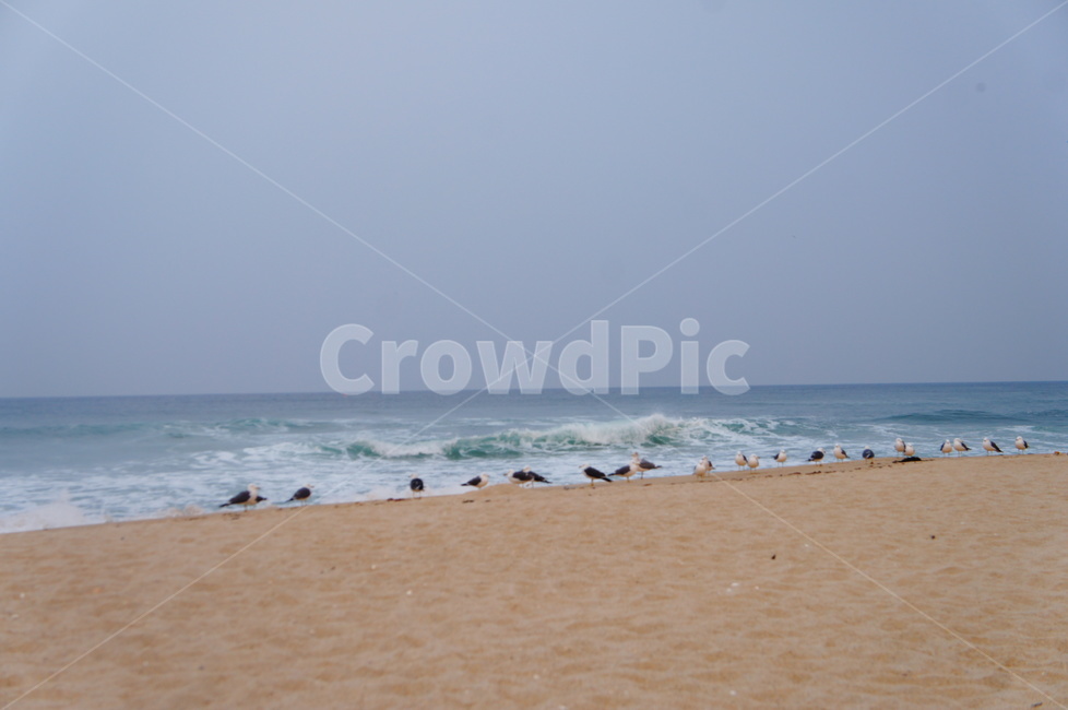 바다,해변,파도,갈매기,동물,시원함,청럄감,자연,풍경,nature,landscape,해변,바다,beach,sea,동물,animal,조류,새,birds,ocean,대양,water,물,outdoors,옥외,shoreline,해안선,sand,모래,soil,흙,coast,연안,바닷가