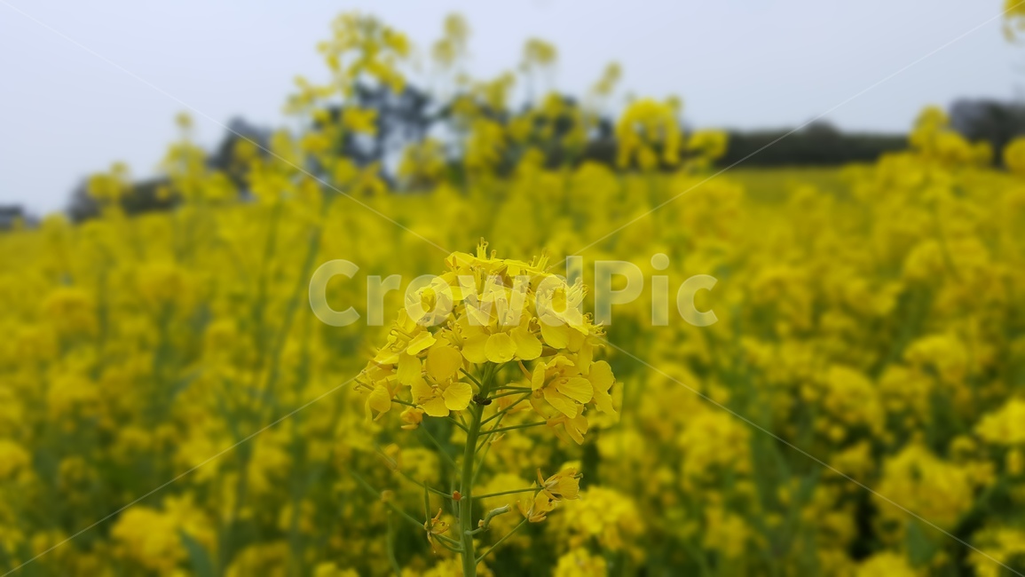 유채꽃,꽃,노랑,노란색,꽃밭,봄,계절,spring,season,field,들,grassland,목초지,outdoors,옥외,nature,자연