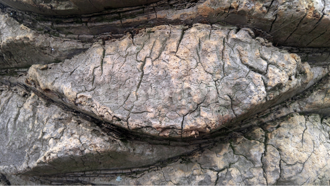surface,nature,Jeju,old,tree,skin,jeju island,Stiff,palm tree surface,tree skin,palm tree,tree bark,split,dark,husks,epidermis