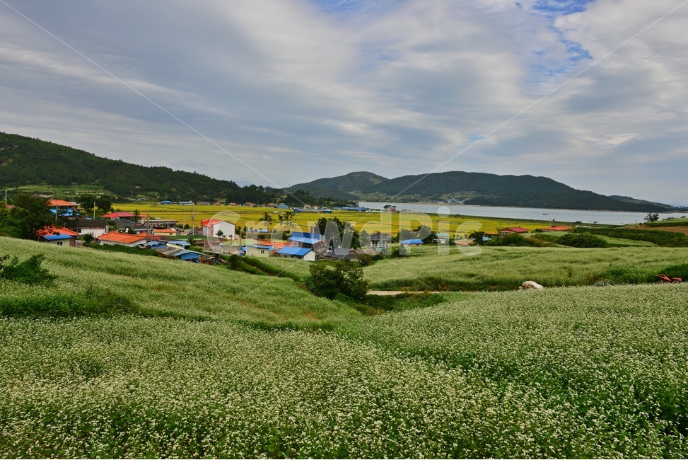 nature,자연,plant,outdoors,옥외,blossom,flower,꽃,field,들,grassland,rural,농촌,farm,농장,meadow,목초지,장흥,선학동마을,메밀곷축제,논,농업,농사,농경,경작,바다,하늘,구름